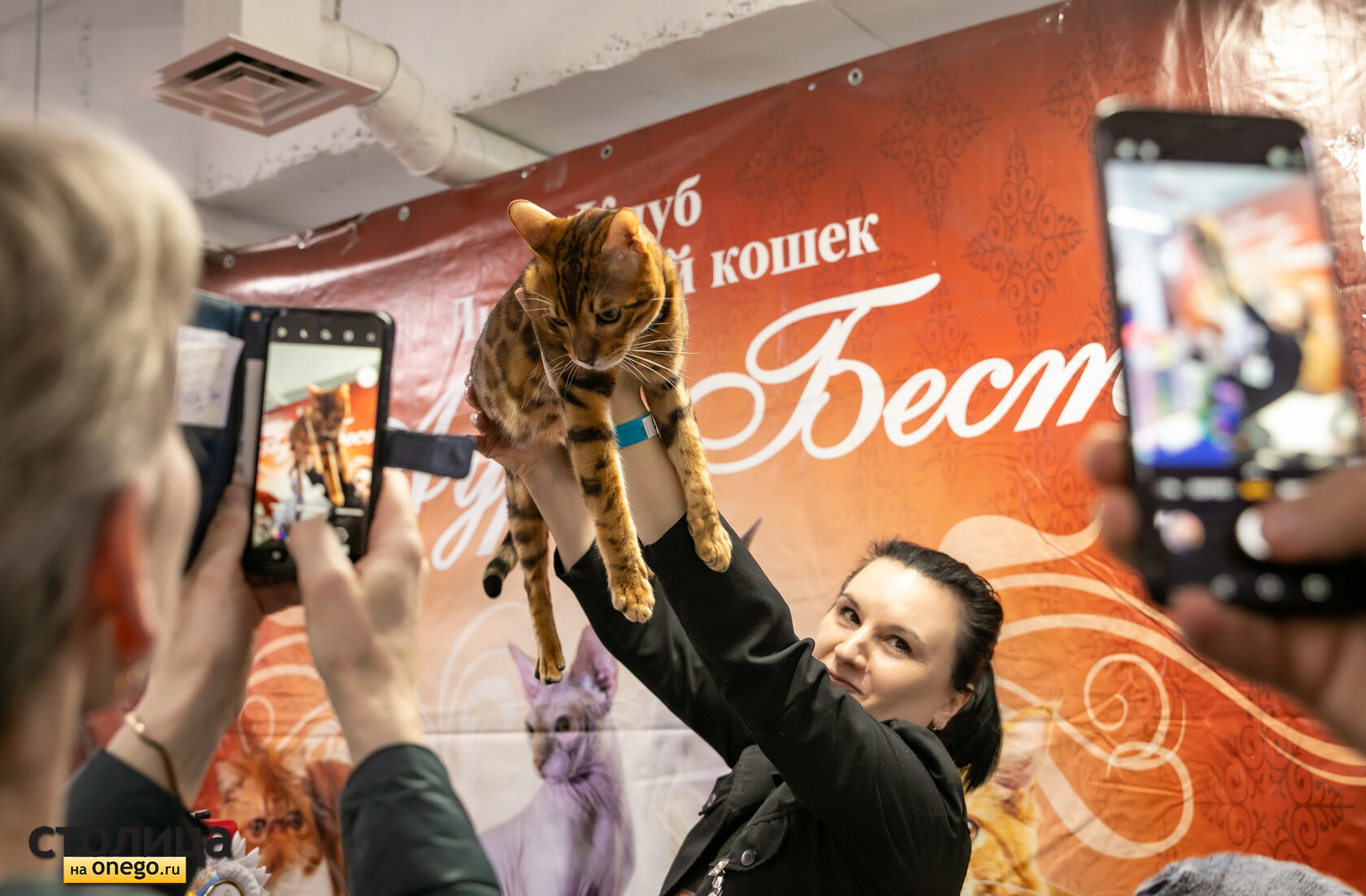 Выставка ЧемпионКэт Петрозаводск