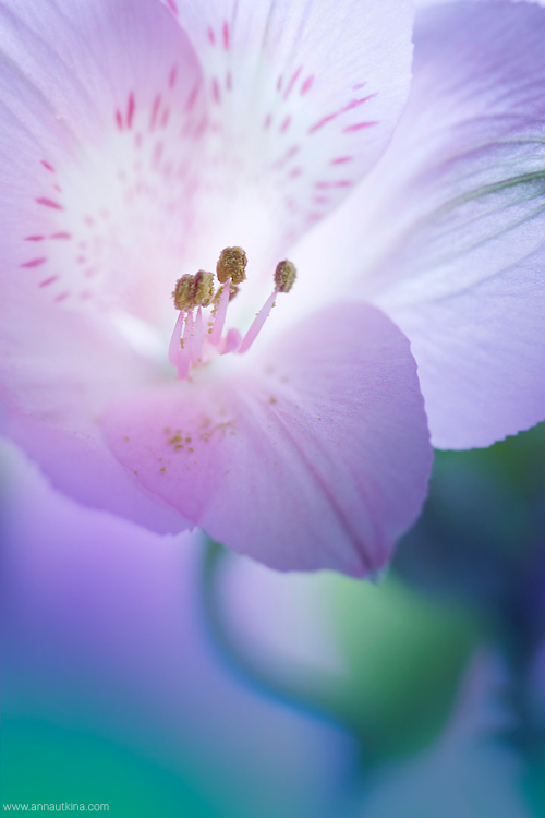 macro, macro flower, macro art, anna utkina, photography, macrophotograpy, floral art, макро, макрофотография, анна уткина