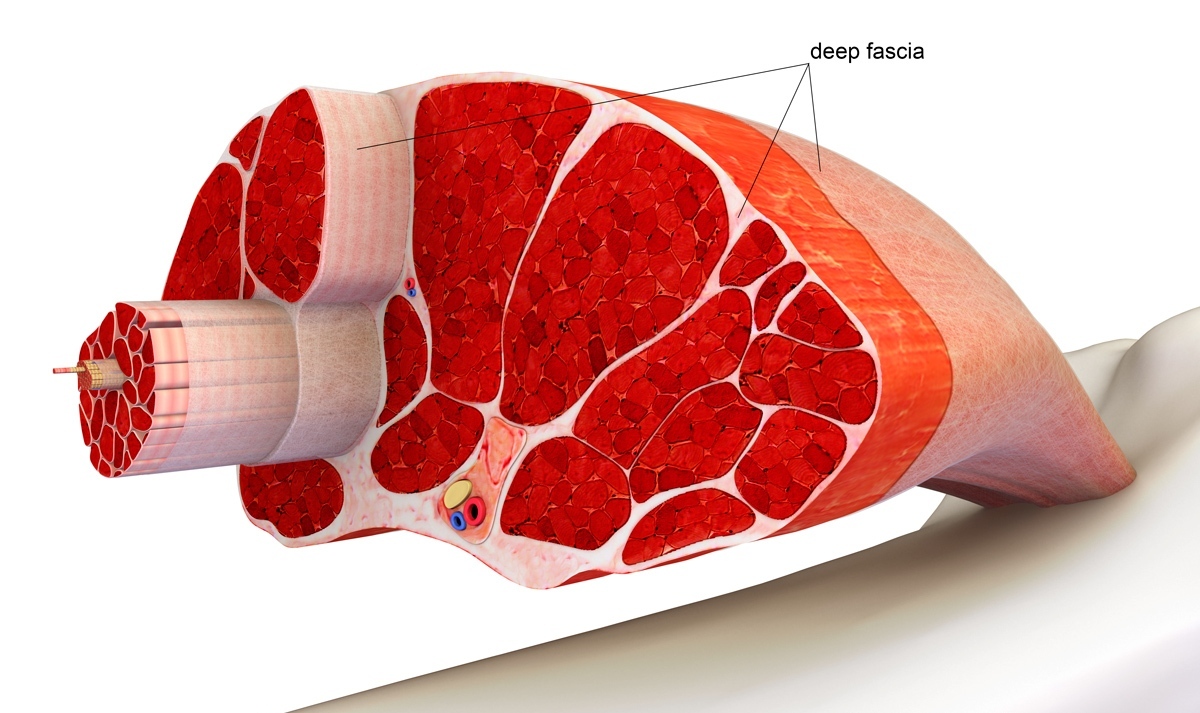 Фасции что это фото