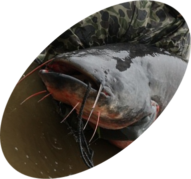 Могучие пресноводные хищники вблизи побережья Адриатики