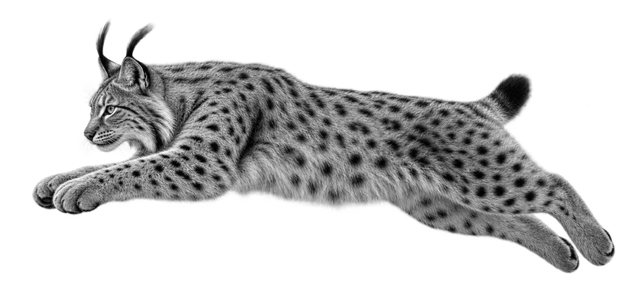 Обыкновенная рысь — Lynx lynx