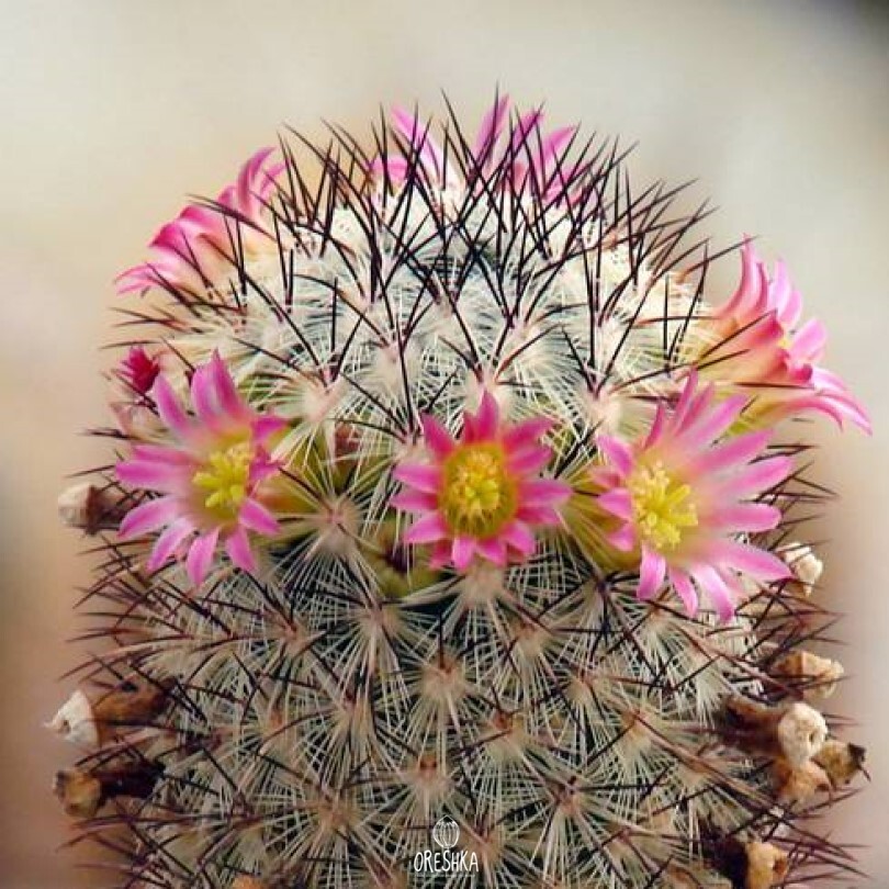 Seeds of Cactus Mammillaria microchelia ML 285 (Mammillaria microchelia ML 285) — 10 pcs