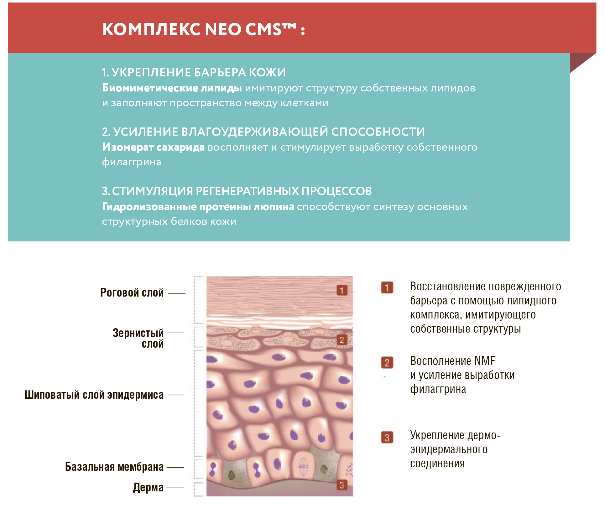 Сell Fusion C, корейская косметика, космецевтика, Neo cms