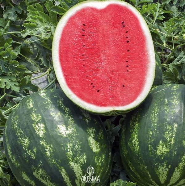 Producer watermelon — 10 seeds