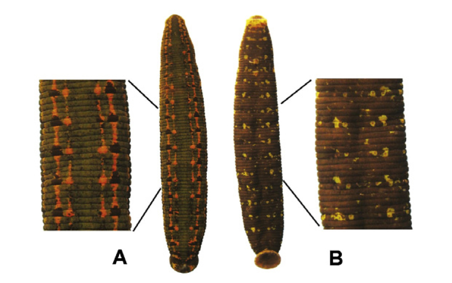 Hirudo orientalis Utevsky & Trontelj, 2005
