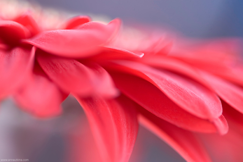 macro, macro flower, macro art, anna utkina, photography, macrophotograpy, floral art, макро, макрофотография, анна уткина