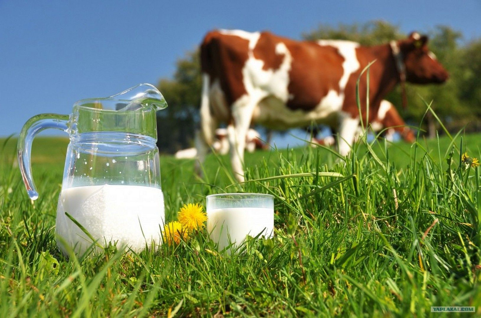Молоко полученное от коровы 5. Корова молоко. Натуральное молоко. Сельское хозяйство молоко. Коровье молоко и молочная продукция.