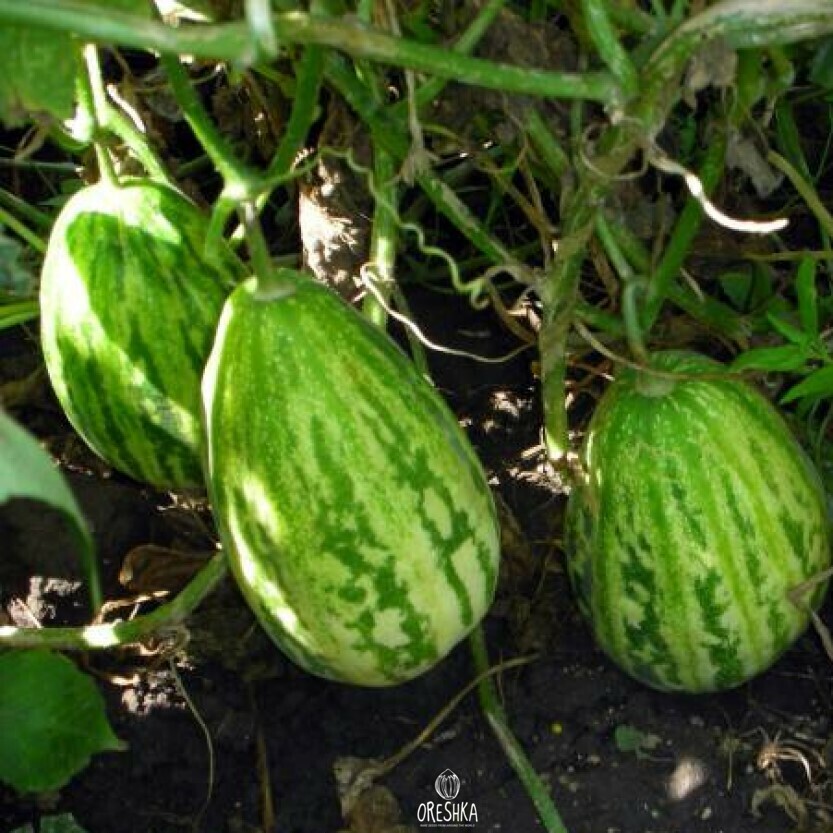 Seeds of Manduria cucumber (Cucumis sativus) — 5 pcs