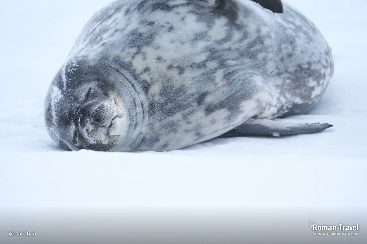 antarctica - roman travel