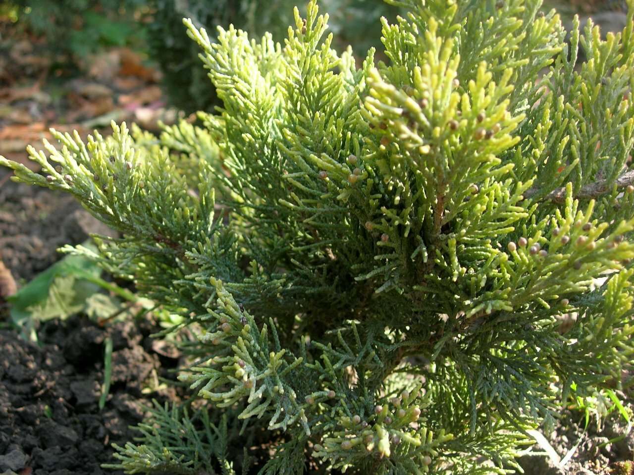 Можжевельник казацкий. Можжевельник казацкий Tamariscifolia. Juniperus Sabina Tamariscifolia. Juniperus Sabina Tamariscifolia можжевельник. Можжевельник казацкий Tamariscifolia (Juniperus Sabina Tamariscifolia).