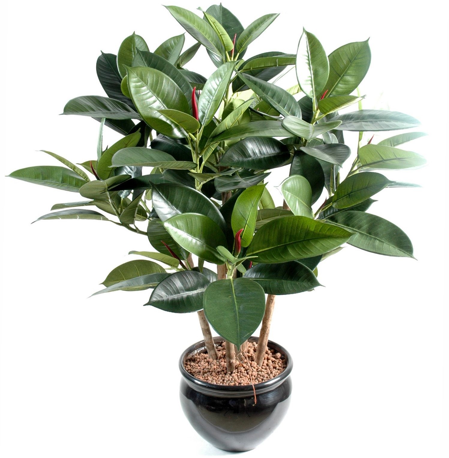 Цветок фикуса. Фикус каучуконосный. Цветок фикуса каучуконосного. Фикус каучуконосный комнатный