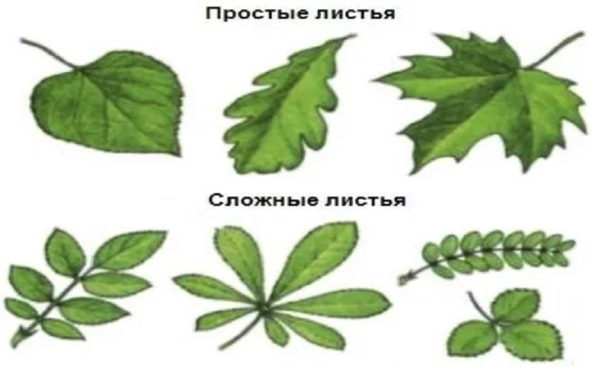 Простые сложные растения. Листья покрытосеменных растений. Простые и сложные листья. Лист простой или сложный. Простые и сложные листья растений.