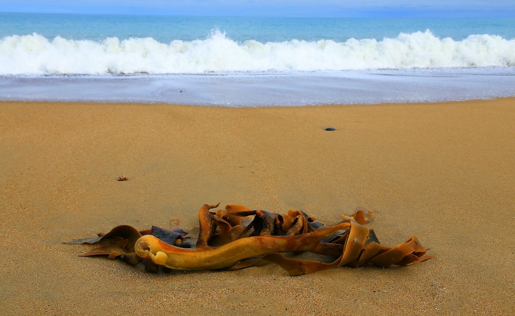 Ламинария на берегу моря