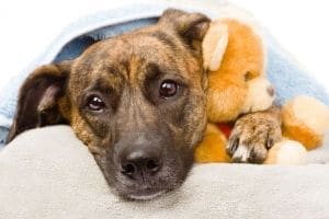 Удаление голосовых связок у собак: показания, риски, осложнения - полная информация