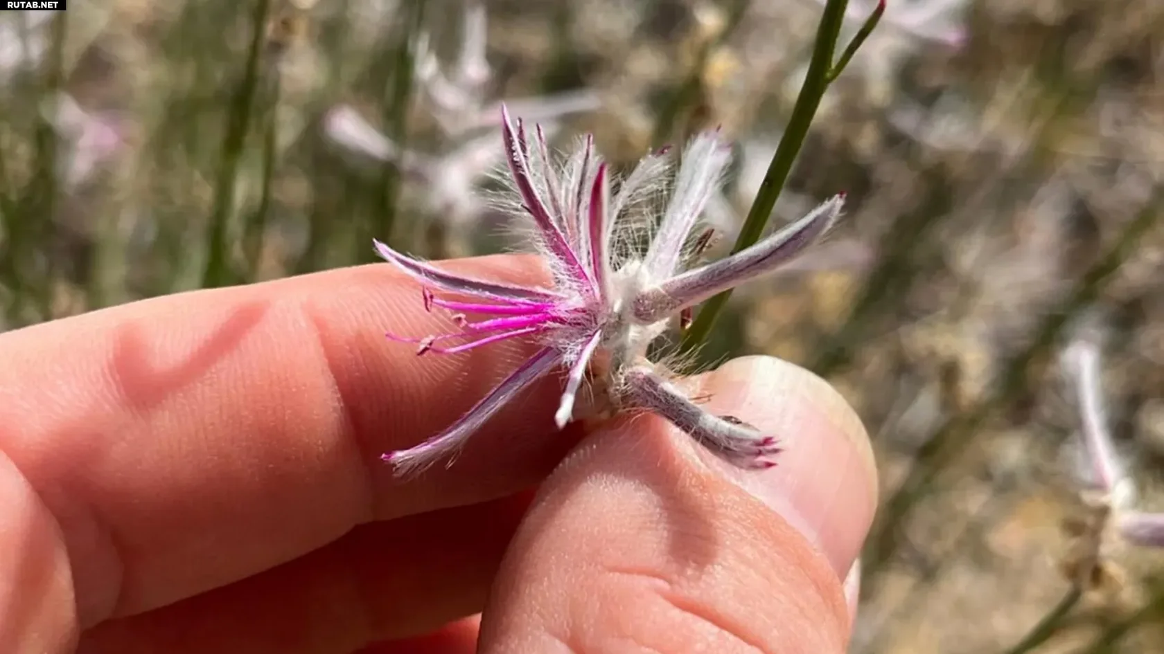 Ptilotus senarius растет в настолько отдаленной части Австралии, что его повторное открытие можно считать чудом. Credit: Aaron Bean/inaturalist.org/observations/288434421 