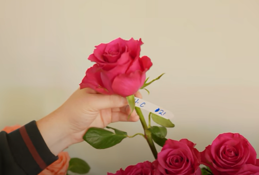 особое впечатление на нас произвела роза Pink Mondial. Она была очень крупной, пышной, с толстым стеблем и бутоном не менее 6,5-7 см