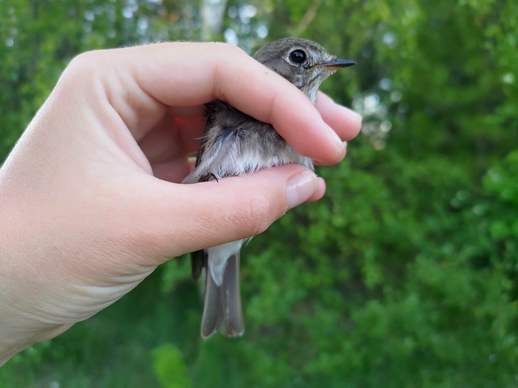 Станция кольцевания птиц «Байкальская» 