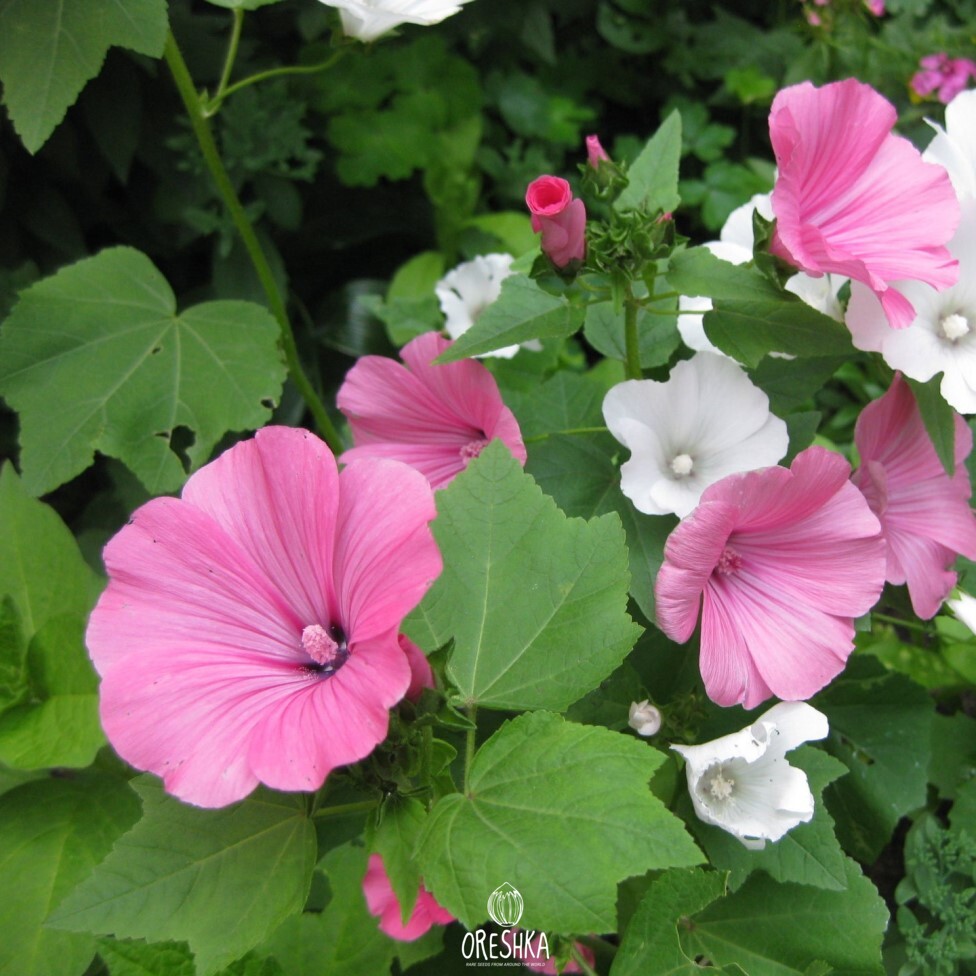 Seeds of Rose Mallow(Annual Mallow) (Lavatera trimestris) — 30 pcs