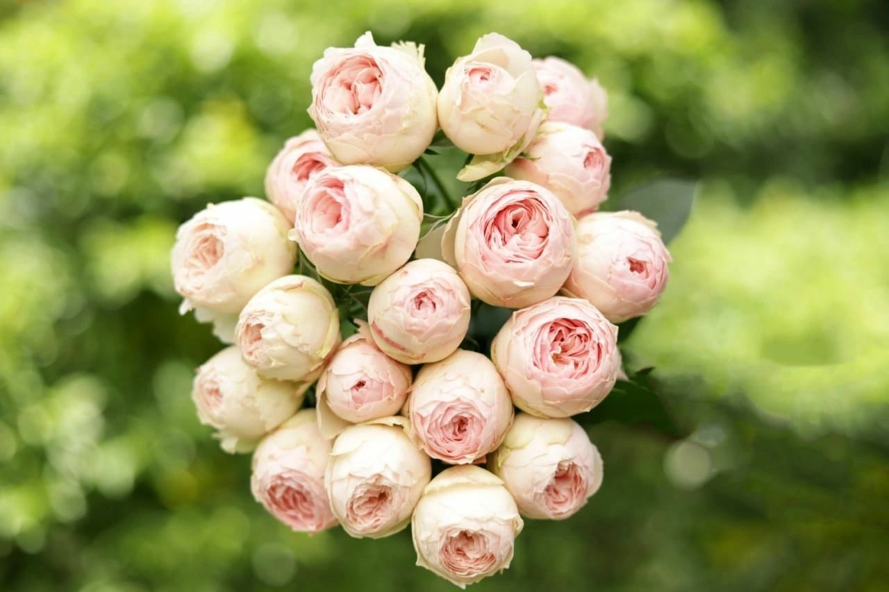 В одном из своих видеообзоров мы показывали вам необыкновенно красивую кустовую розу от плантации Flore Ola - пионовидную Mansfield Park.