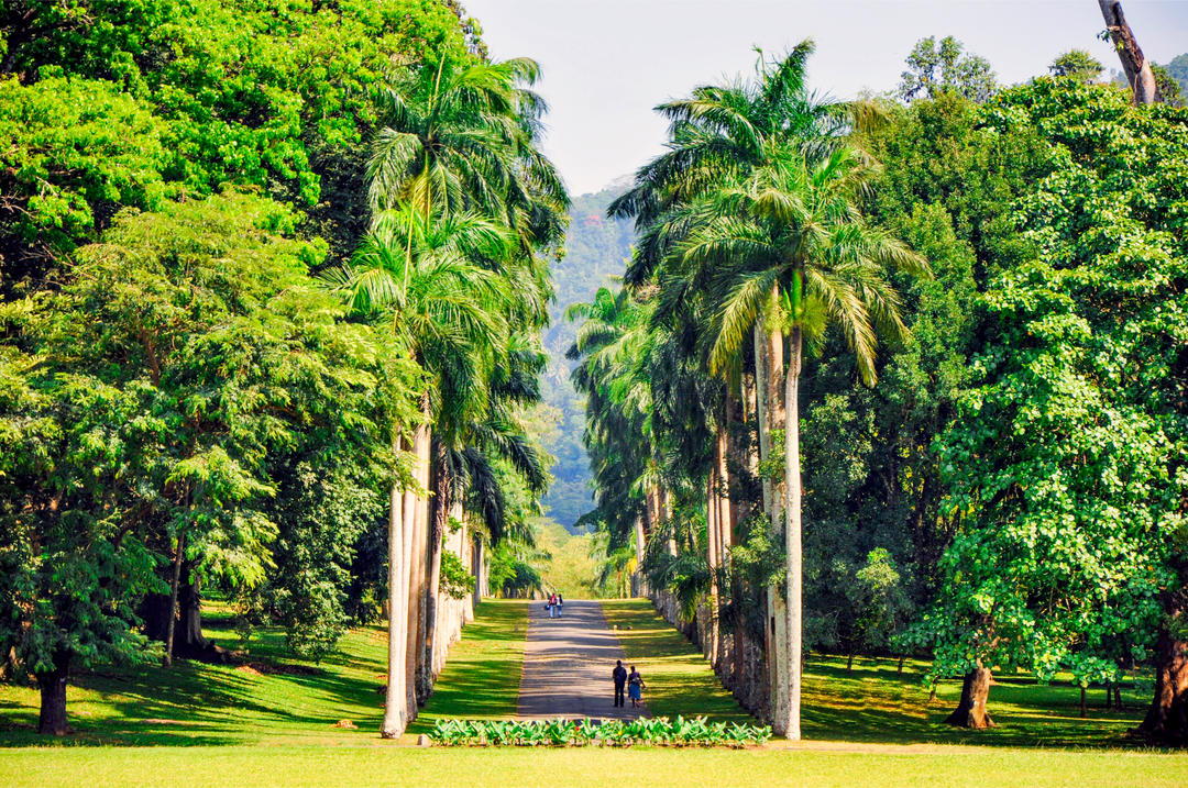 Перадения, Шри-Ланка, ботанический сад | Шри-Ланка — sauna-chelyabinsk.ru
