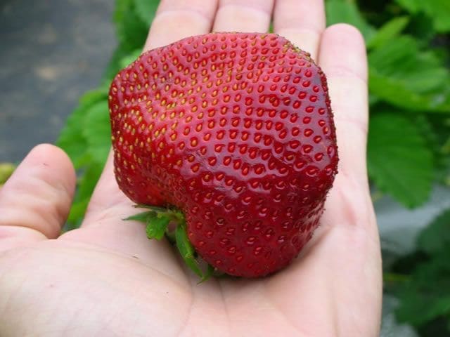 клубника цунаки 