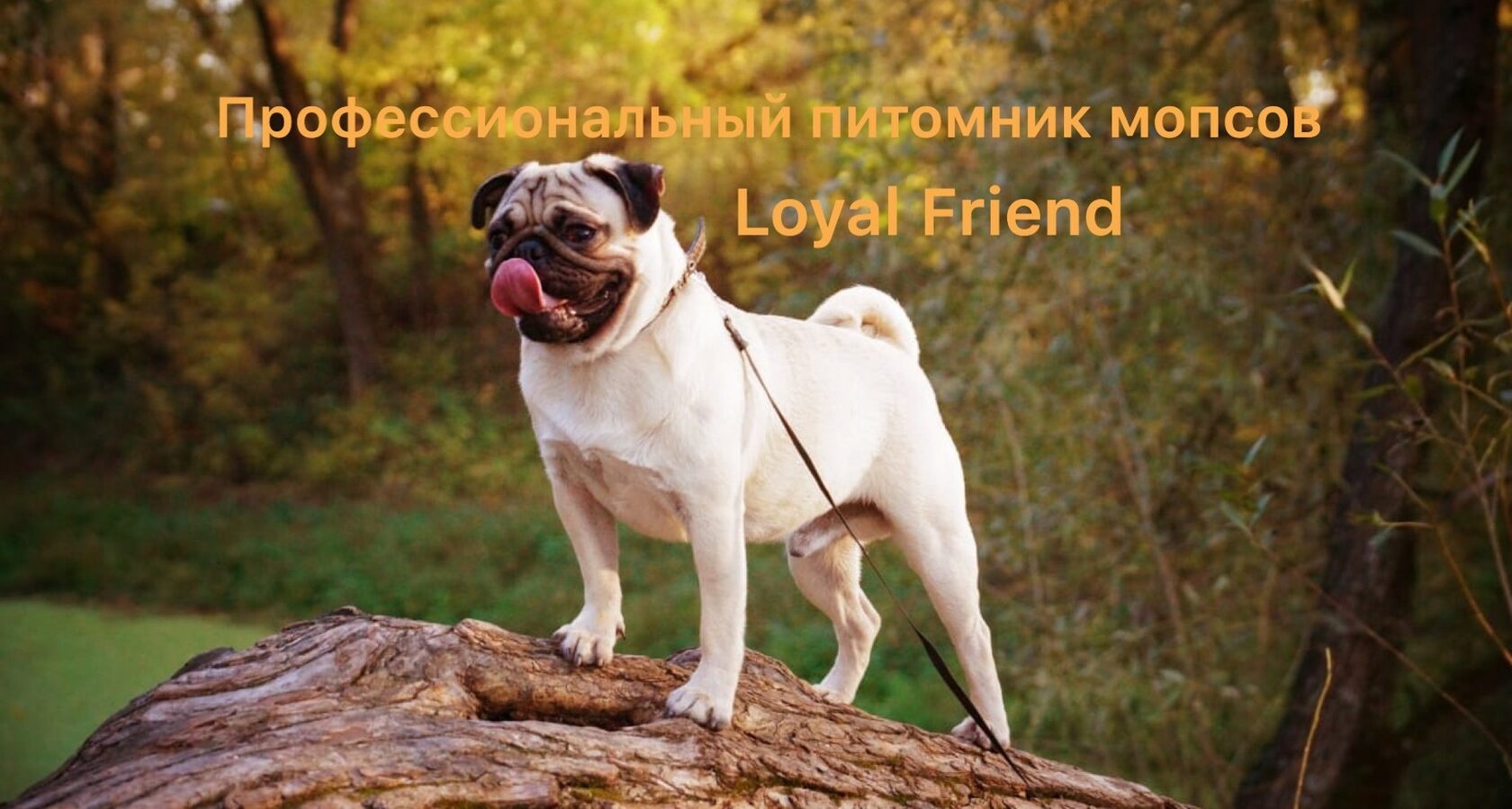 Питомник мопсов «Loyal Friend» в Москве