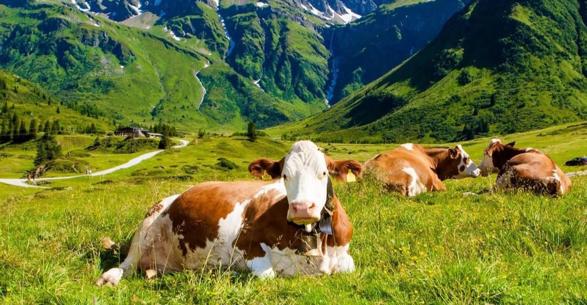 Investing in Swiss Agriculture — your guideline for business starting in  Switzerland