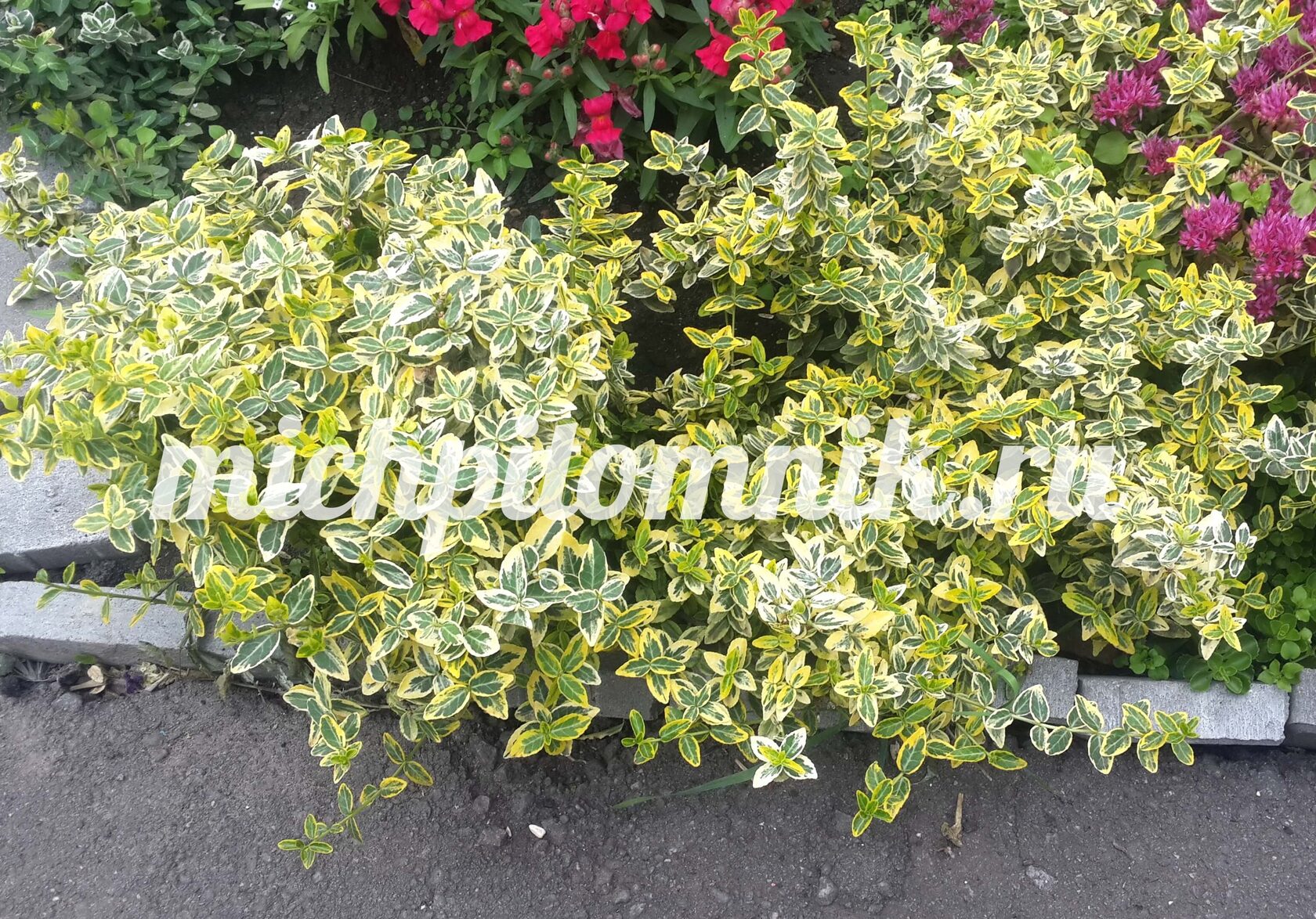 Бересклет Форчуна "Aureo-Variegata" ("Аурео-Вариегата")