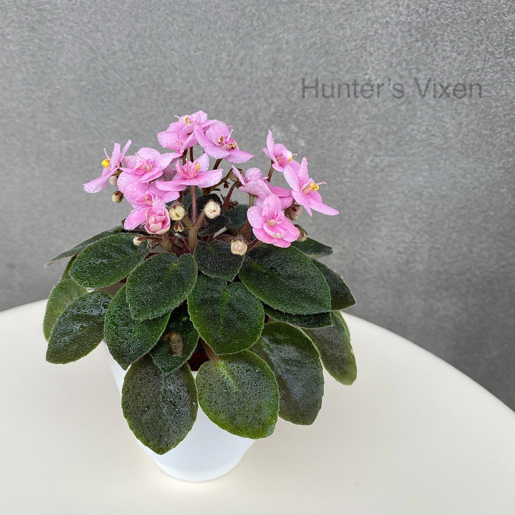 Фиалка hunter s pink camo фото