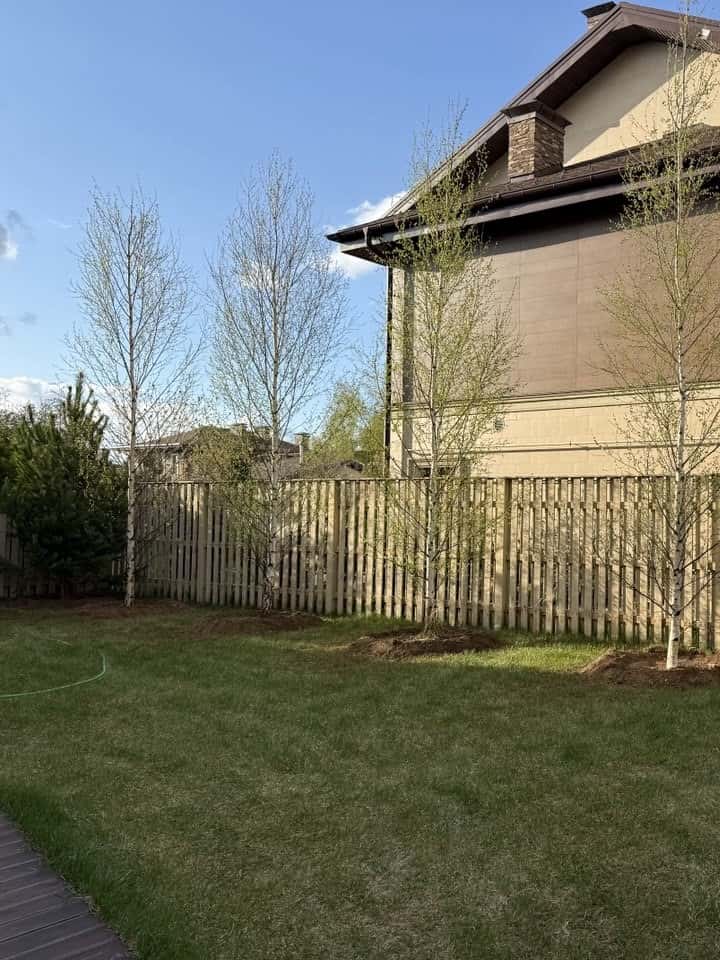 фото 5 берез плакучих посадили в апреле 2025 года компания мособлсад