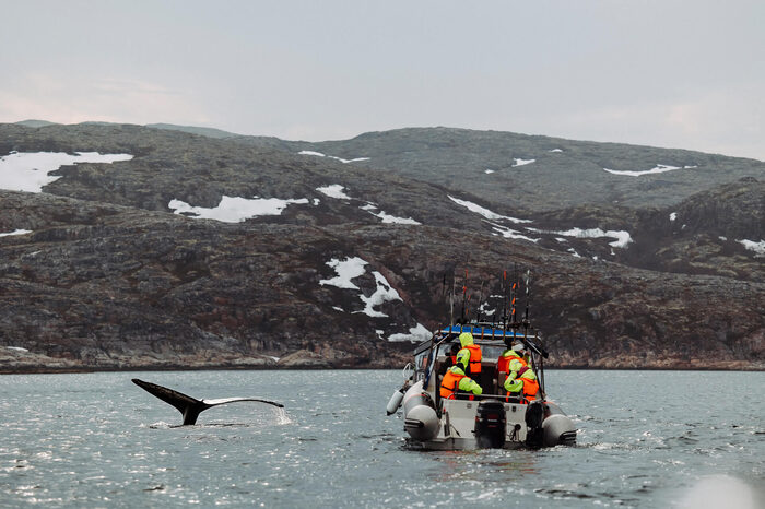 Охота за китами