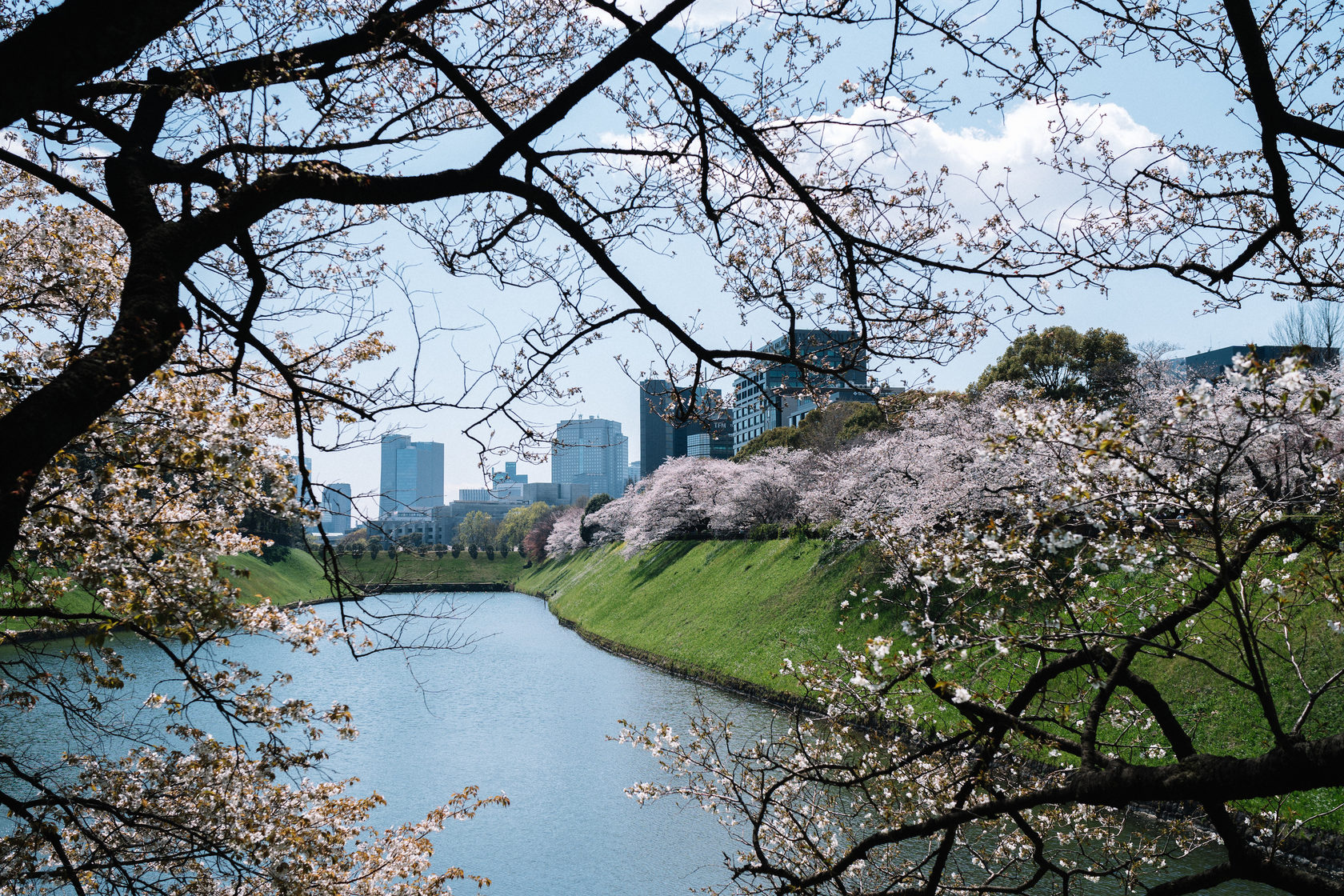 Поездка в японию 2024. Сакура Хиросима. Киото цветение Сакуры. Каскад реки в городе Киото.