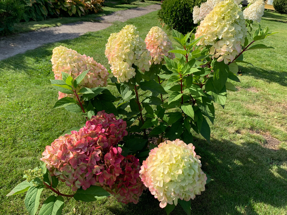 Гортензия метельчатая бонфайер