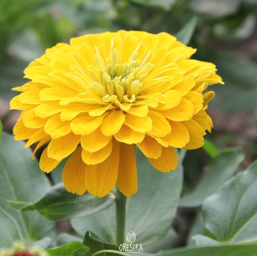 Seeds of Zinnia elegans Dahlia Canary Bird (Zinnia) — 50 pcs