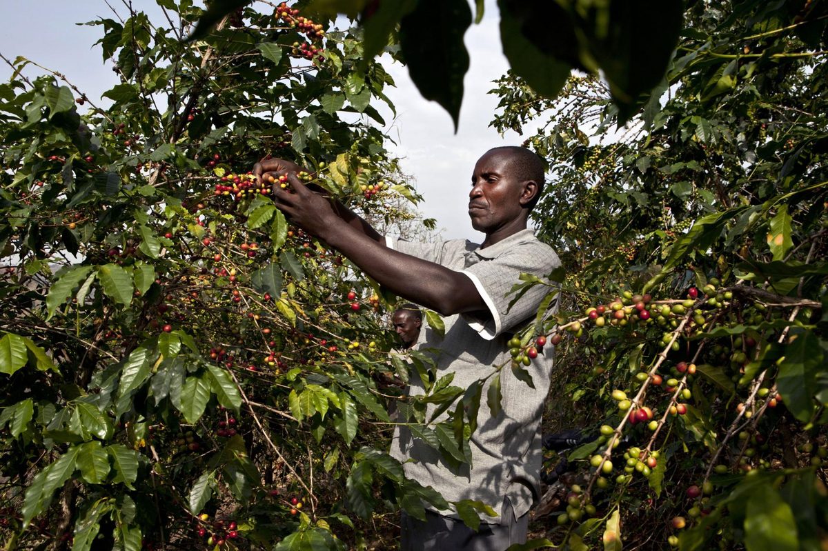 Кения плантации кофе