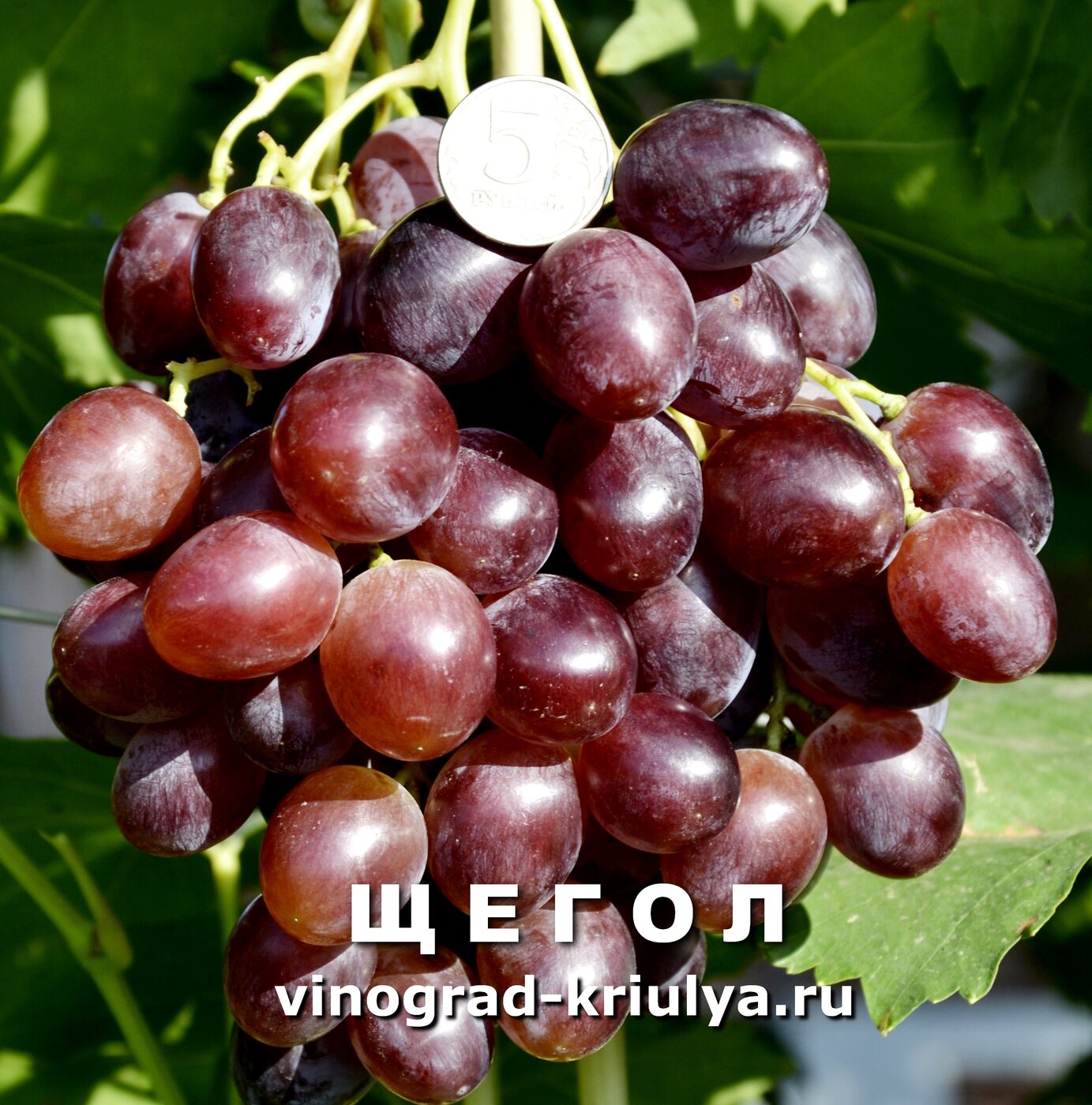 Сорт винограда велюр отзывы. Альтаир виноград. Сорт винограда Монте Кристо. Кобер 5бб виноград.