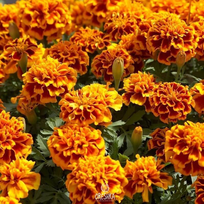 Seeds of marigold (Tagetes) — 30 pcs