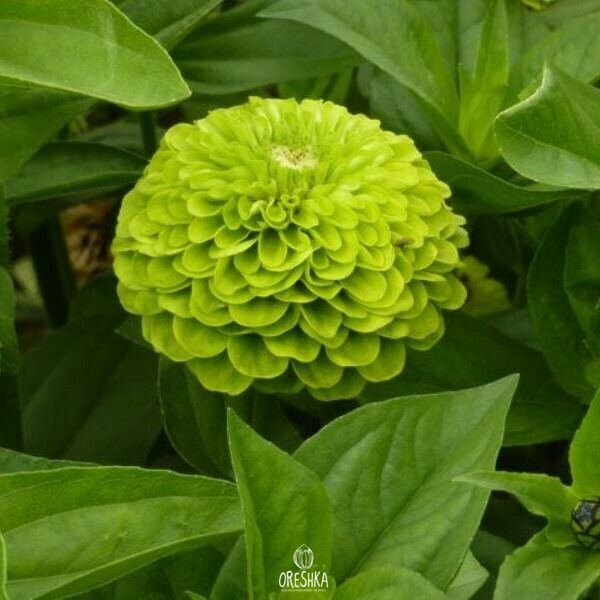 Seeds of Envy Zinnia (Zinnia) — 50 pcs