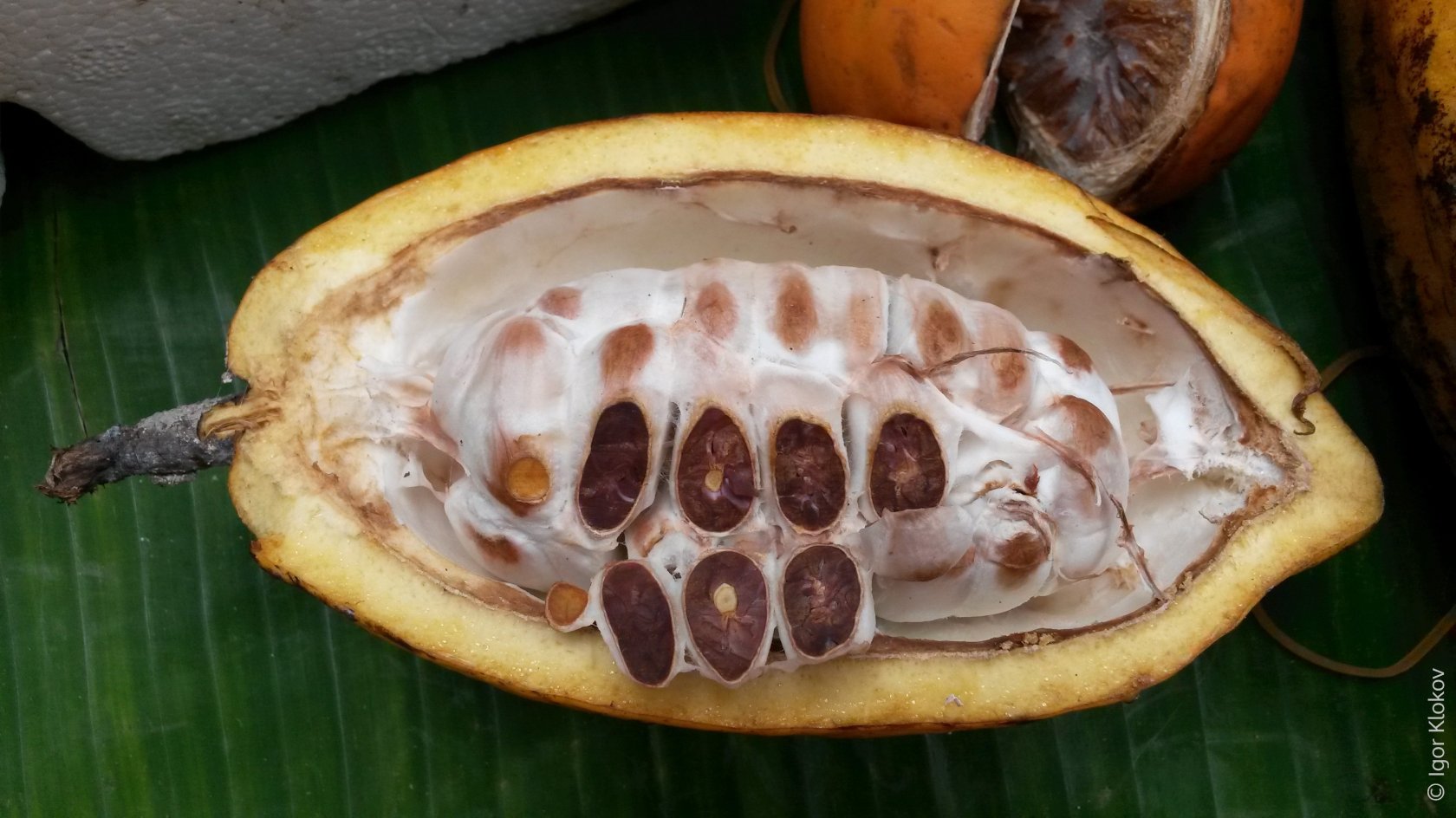 Плод какао внутри