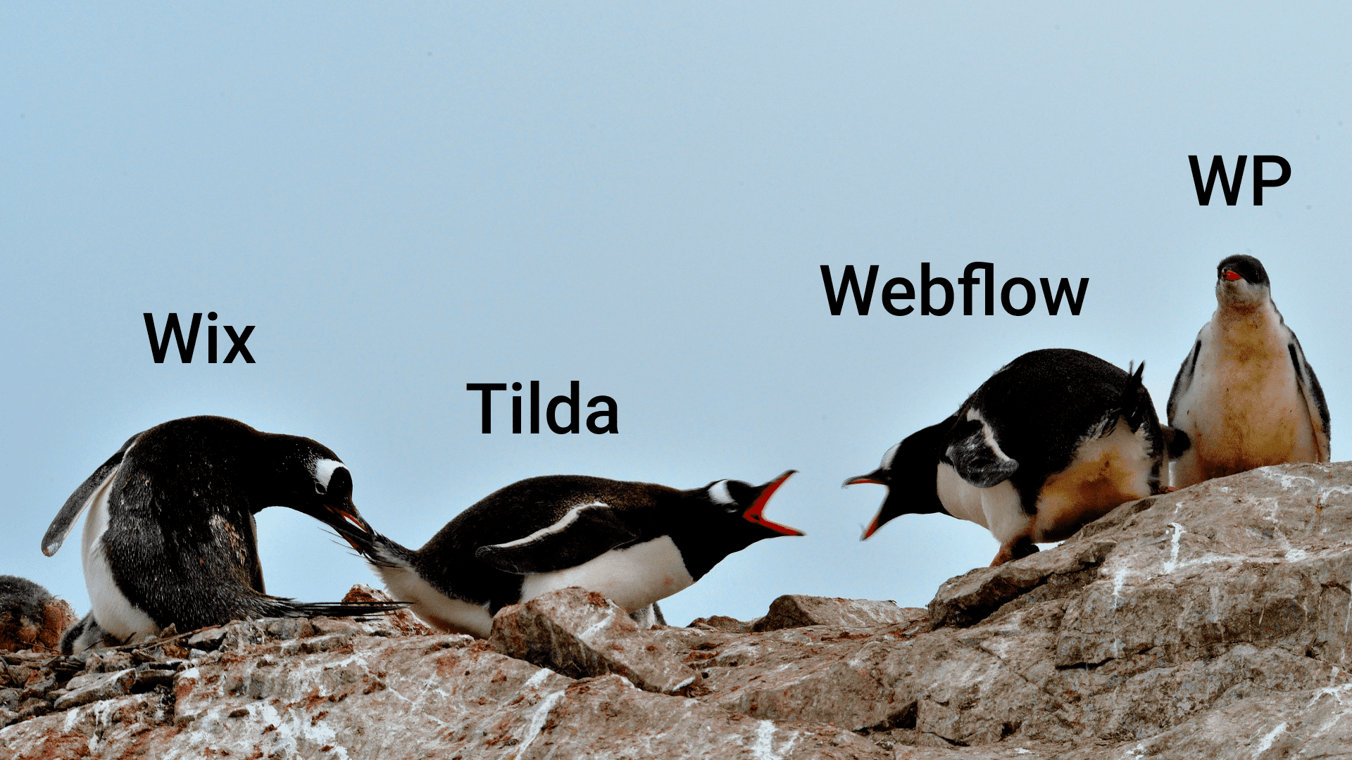Интеграция в Tilda | Cactus Wiki