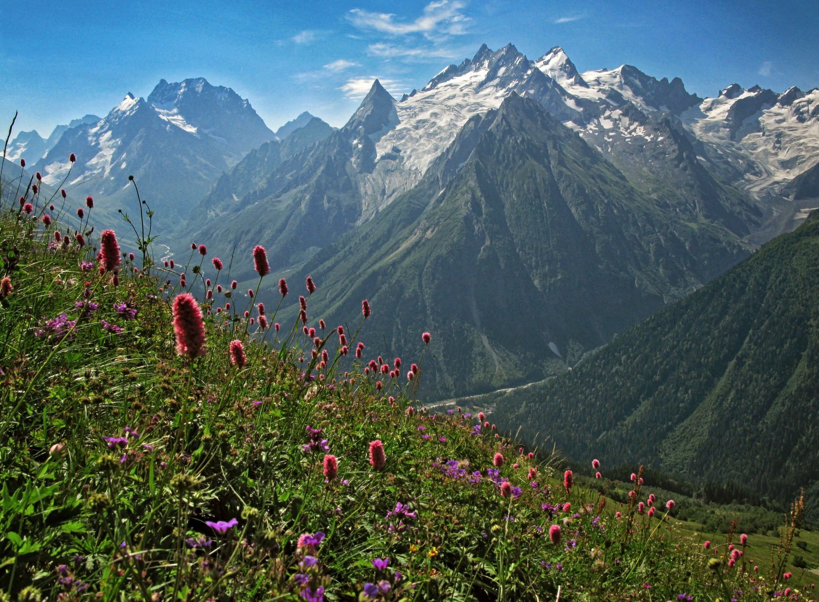 Caucasus. Тебердинский заповедник Альпийские Луга. Домбай Альпийские Луга. Терскол Альпийские Луга. Альпийские Луга Северного Кавказа.