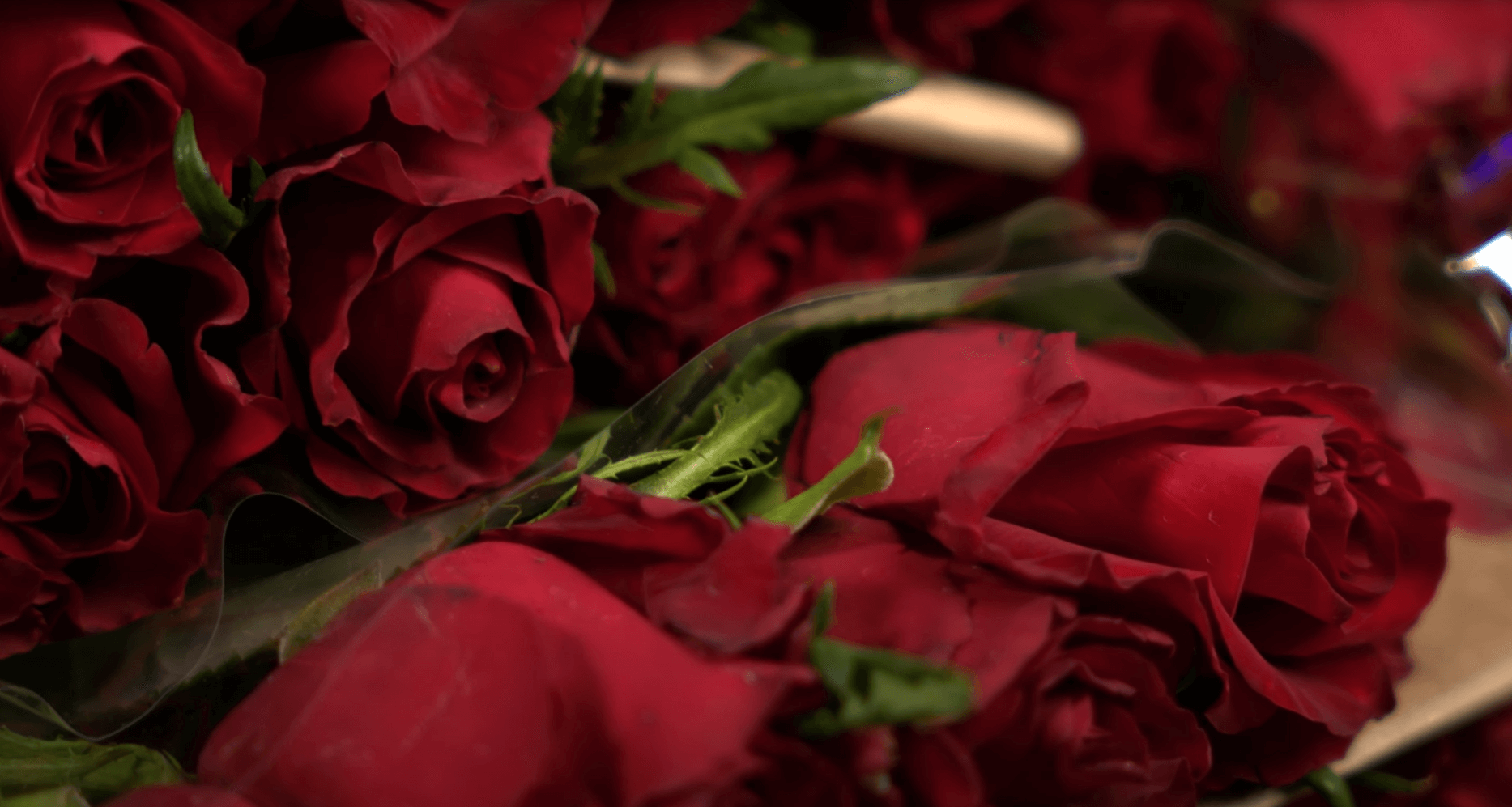 Характеристики розы сорта Ever Red от Baraka Roses