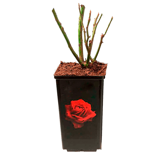 Нормы внесения Гумифулин и Органол для саженцев