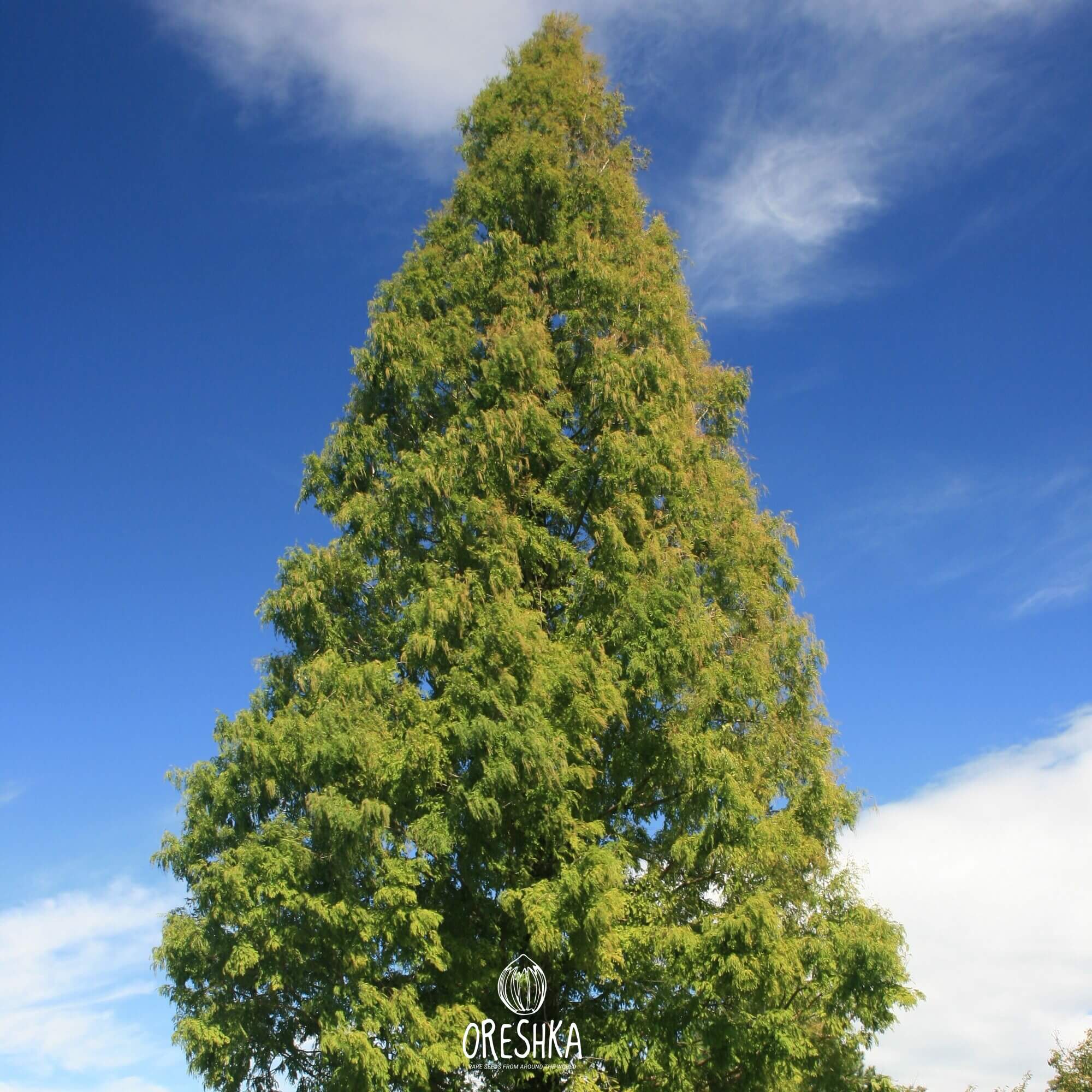How to Grow Metasequoia from Seed