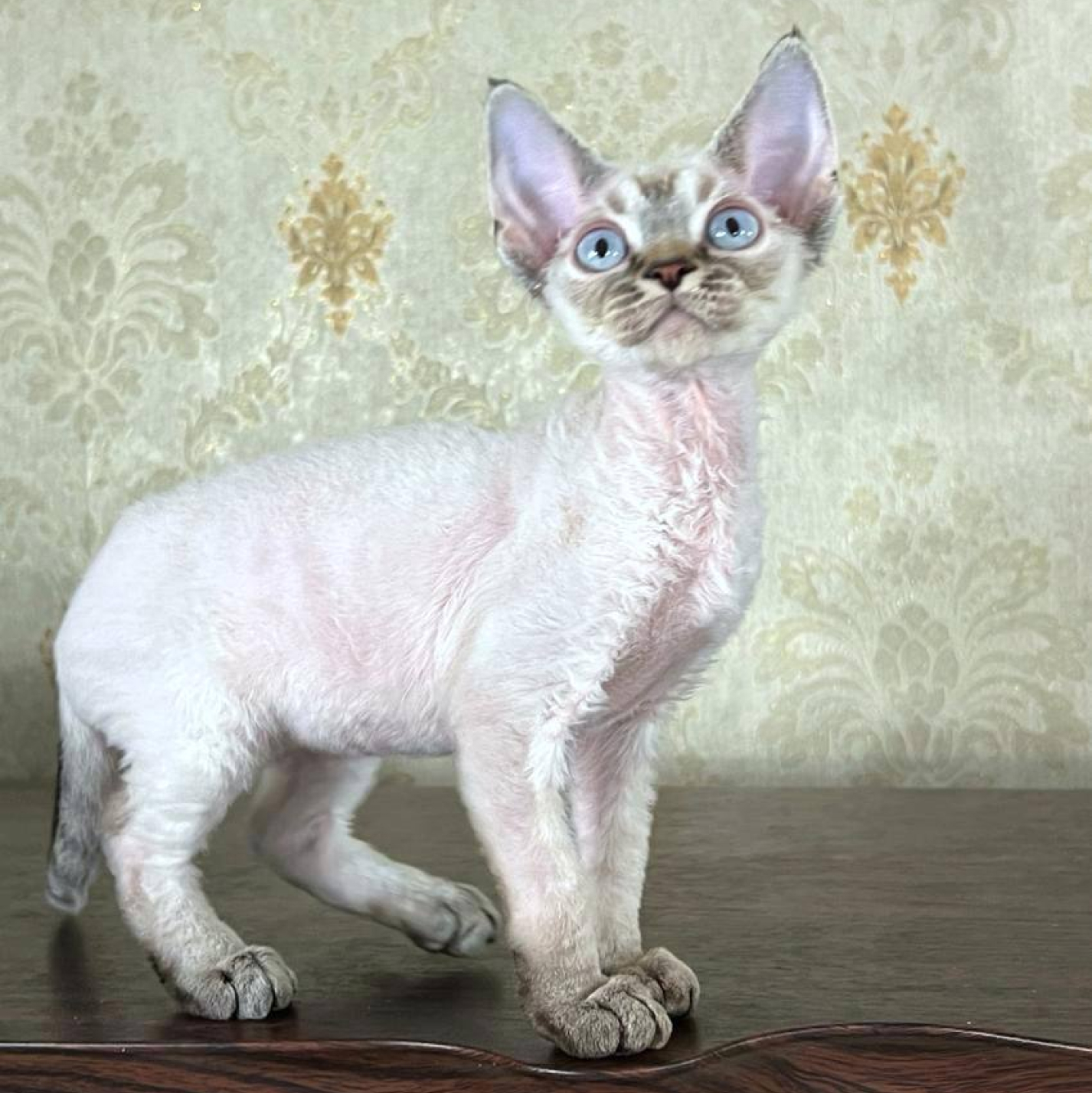 Devon-Rex