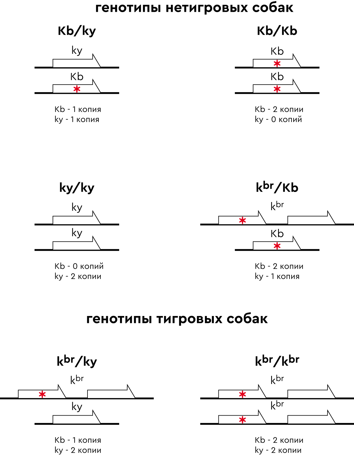 Расширение тест. Тигровый окрас у собак генетика.