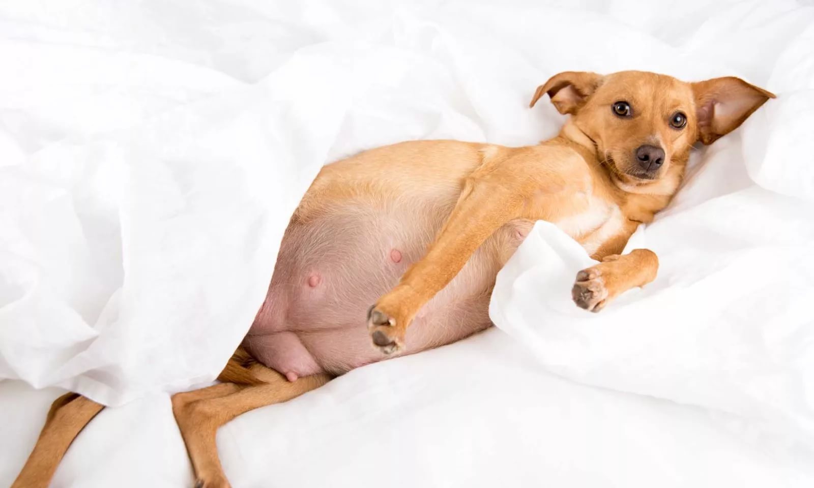 Ожирение у собак: причины, симптомы, лечение - ветклиника 
