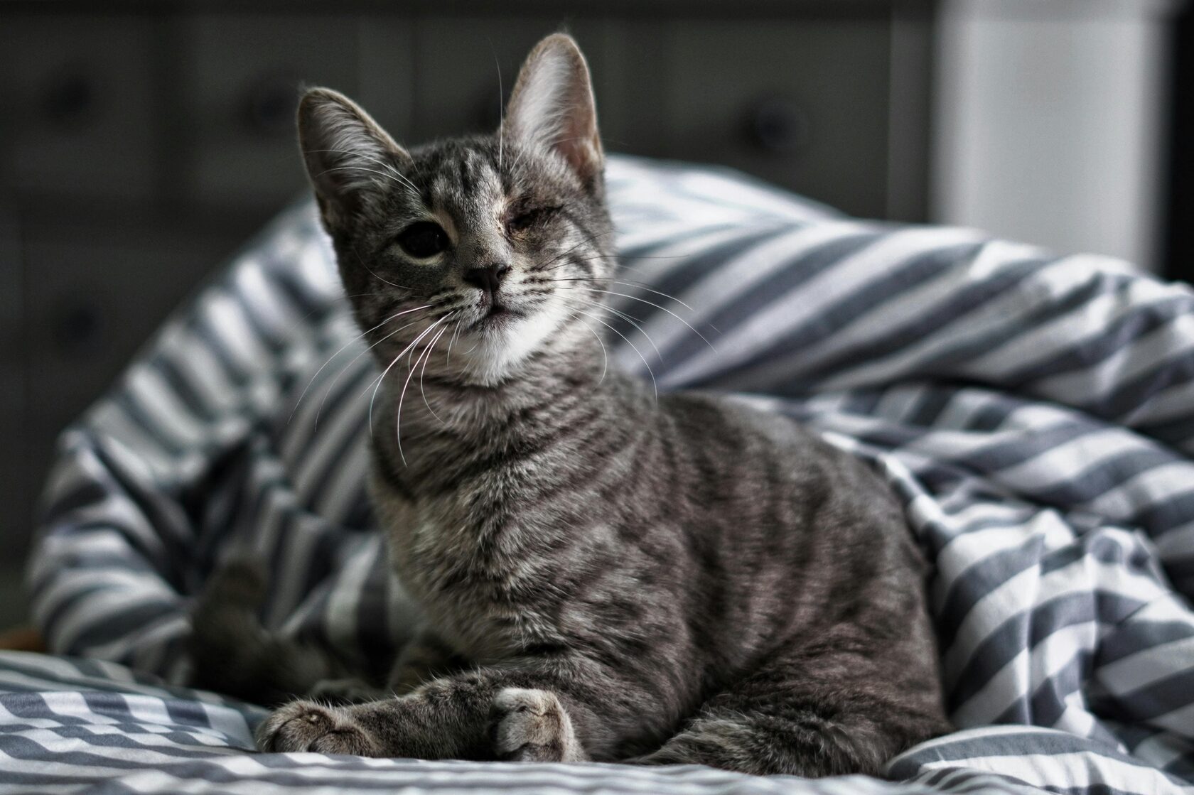 котенок сидит