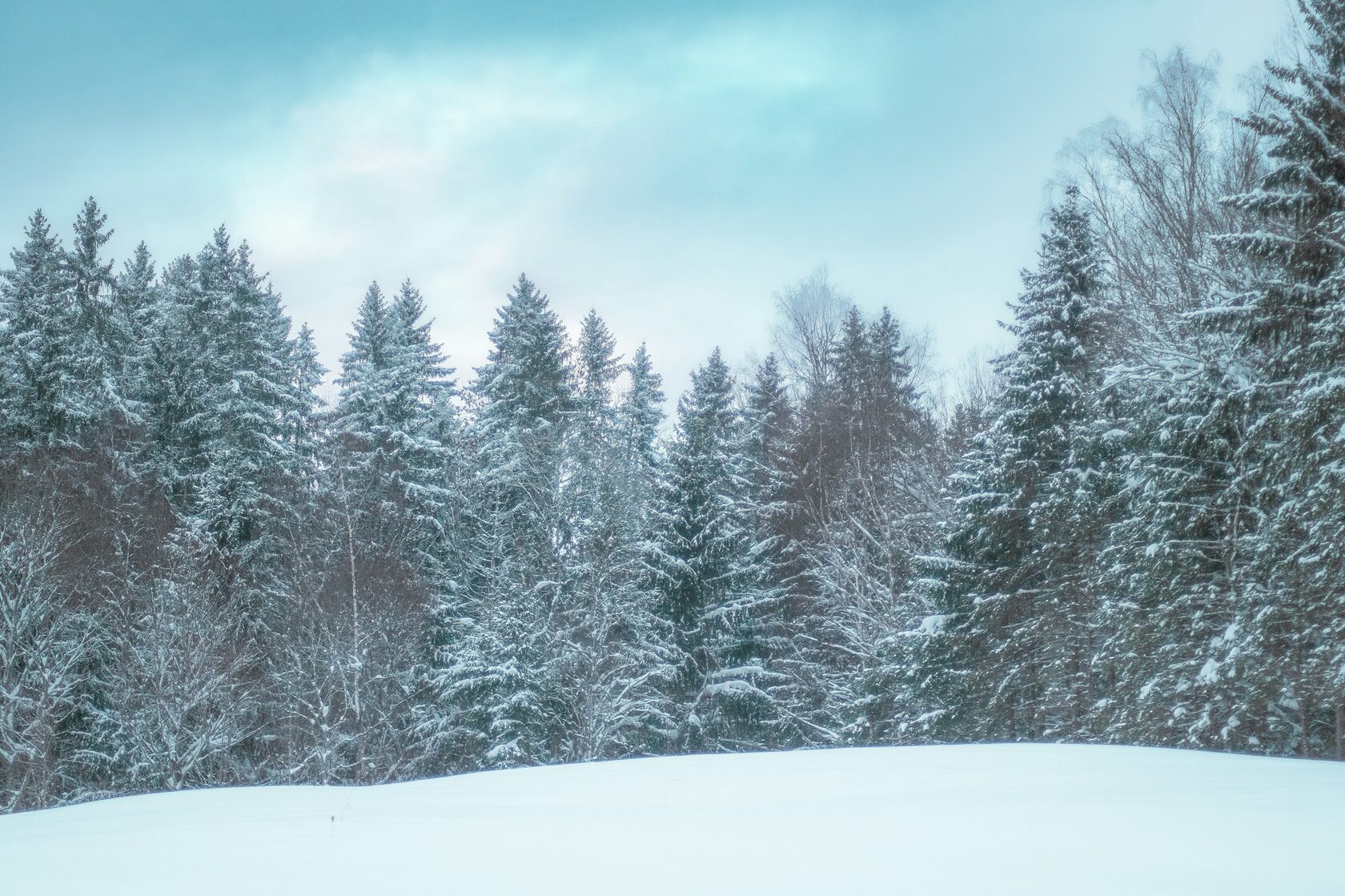Snowy forest path in soft winter light