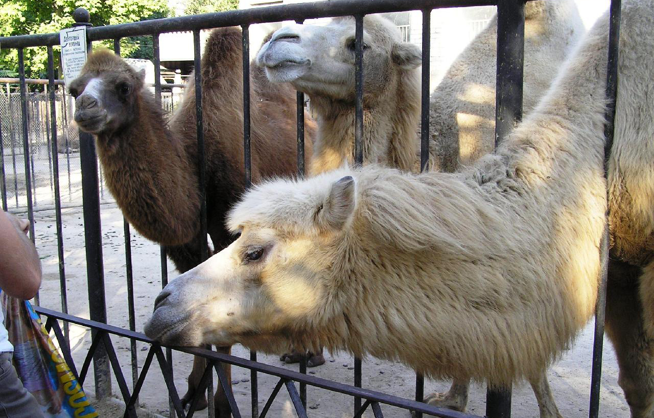 Парк имени космонавта Андрияна Григорьевича Николаева в Чебоксарах